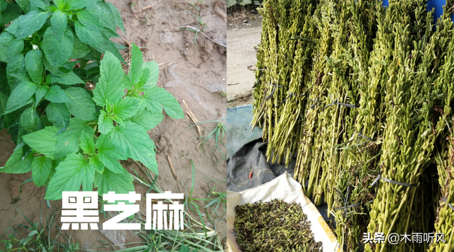 种植芝麻的技巧，保持土壤疏松，肥沃，才更有利于芝麻优质高产