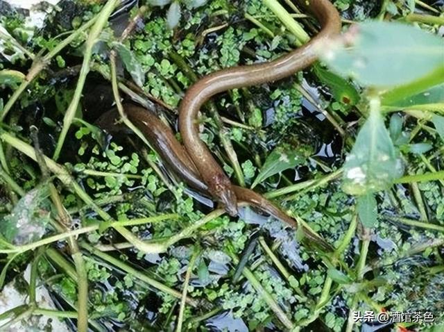 黄鳝的生物特征，与其池塘网箱健康高效的养殖技术