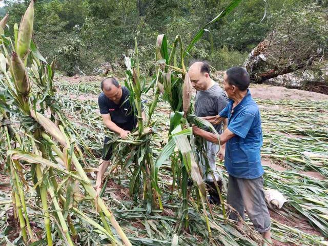 守住丰收基本盘，四川有啥“法宝”？