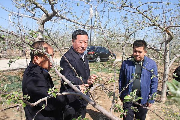 任建新检查指导部分乡镇春季果业生产、防寒防冻和畜禽养殖工作