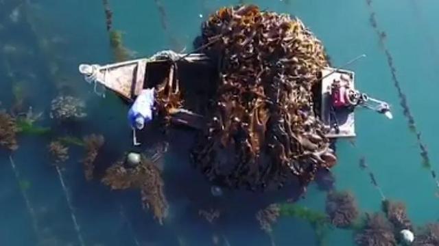 大连吃鲜海带的季节到了，海带故乡是大连，最大产地在福建霞浦