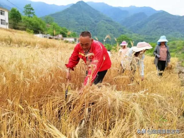 红黄绿紫……拥抱康县丰收的色彩！