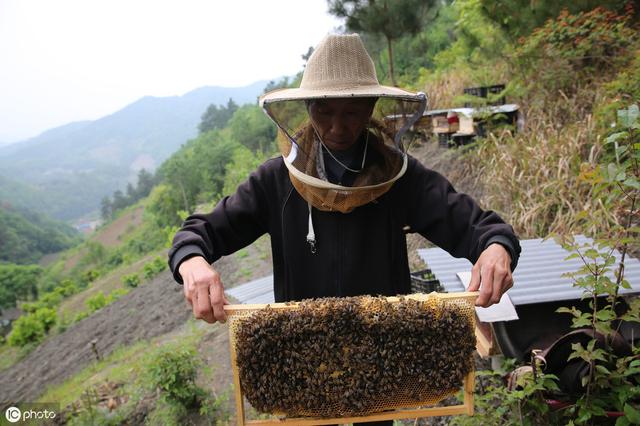 饲养黑蜂需要注意以下几个方面