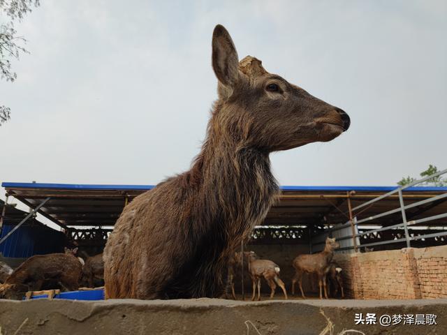 云梦：梅花鹿进村来 特色养殖拓宽致富路