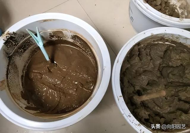 碗莲怎么养？自己养得不开花？用黄土种，淋雨水，太阳暴晒