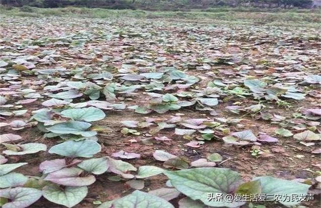 种植什么既赚钱又简单？最后一种很不错