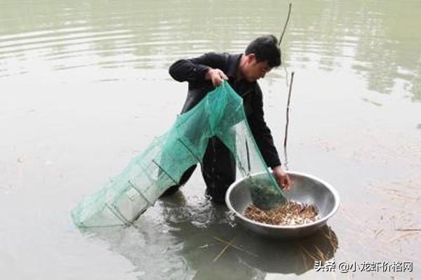 气温降低，小龙虾过冬怎么养？来看冬季小龙虾养殖要点...