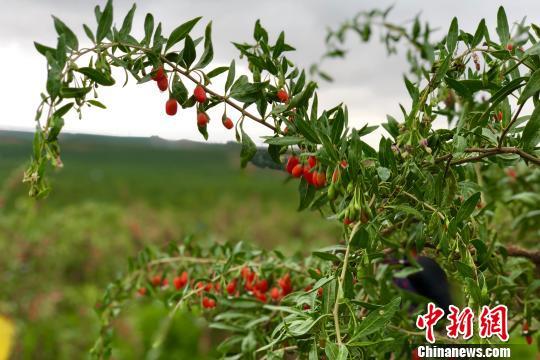 宁夏中宁枸杞红了 采摘正当时