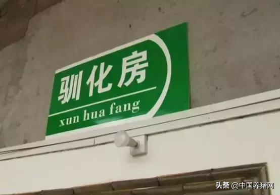 把竹鼠关进小黑屋，为啥一斤肉就能卖100块