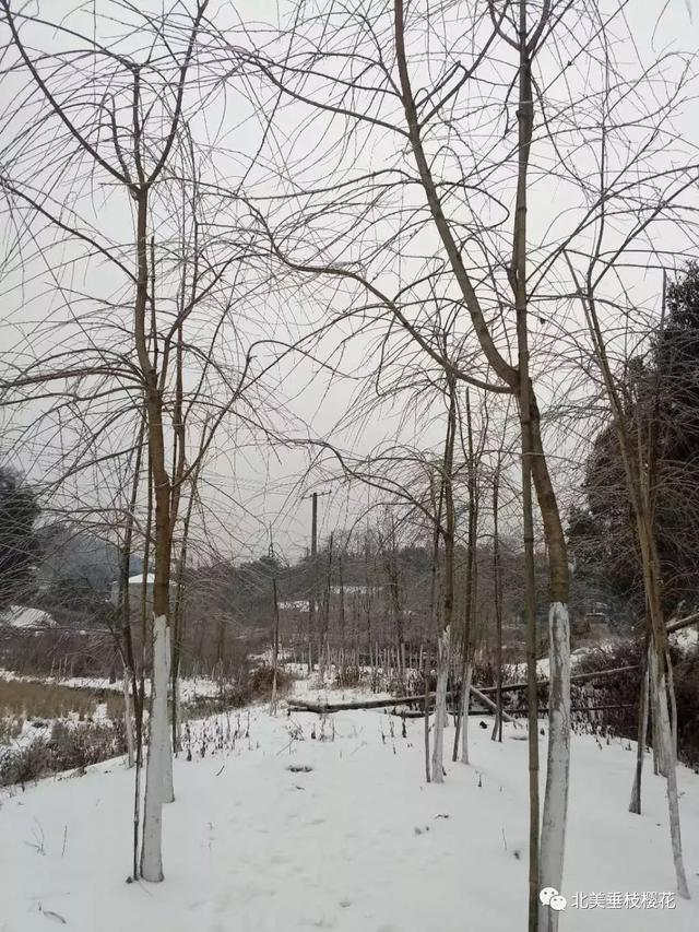 美国垂枝樱雪景 VS 中国垂枝樱雪景