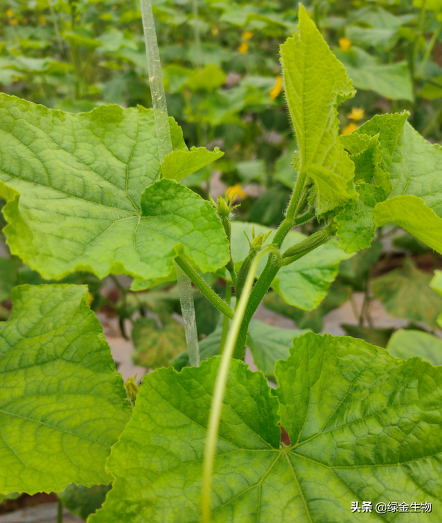 一种对鱼绝对安全的植物源杀虫剂