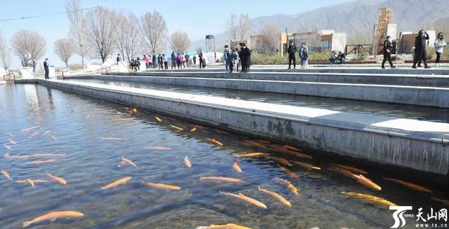 温泉县冷水鱼“游”出旅游新天地