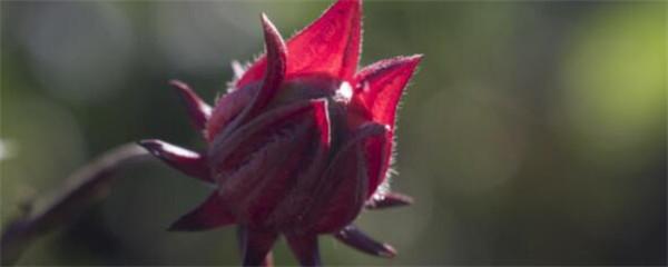 洛神花怎么种 洛神花种植方法与注意事项