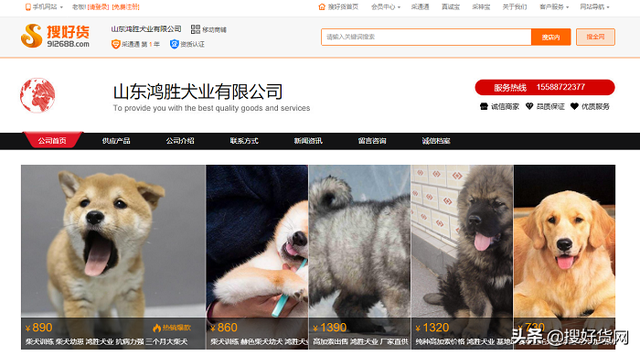 山东鸿胜犬业——坚持公司信誉第一 搜好货助力其打开线上生意