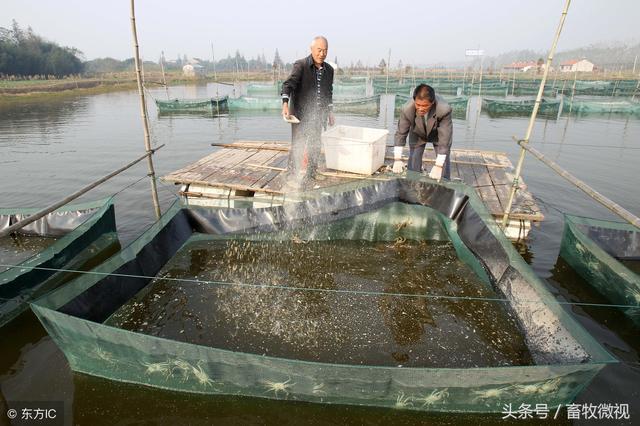 EM菌在水产养殖上大放异彩，你的鱼塘有没有这情况……