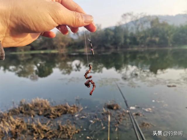 钓鲫鱼什么饵料最好用？别迷信商品饵，上鱼才是王道