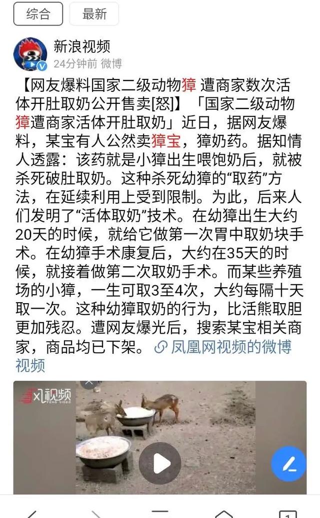 獐宝宝出生没几天，就会被开膛破肚，只为取出它胃里的“奶酪”