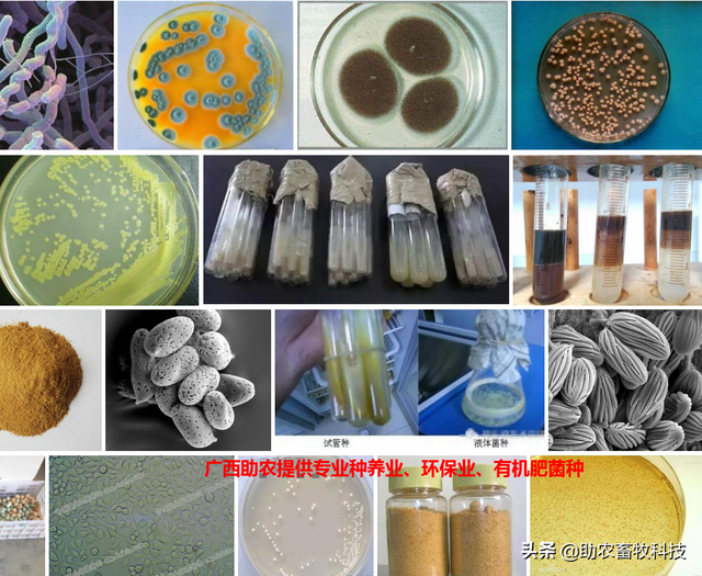 养殖业常用的环保菌种、动物用专业复合益生菌、饲料发酵剂介绍