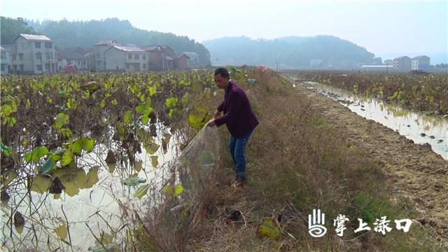 已100%完成！渌口区种植结构调整局面形势喜人