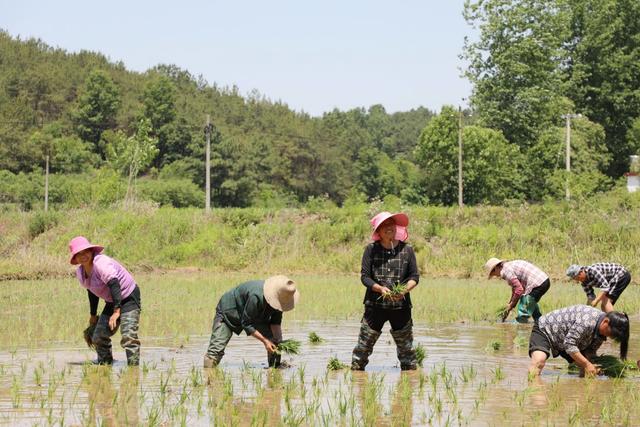 深耕沃土、厚植畜牧，发生在淮水王岗的新故事