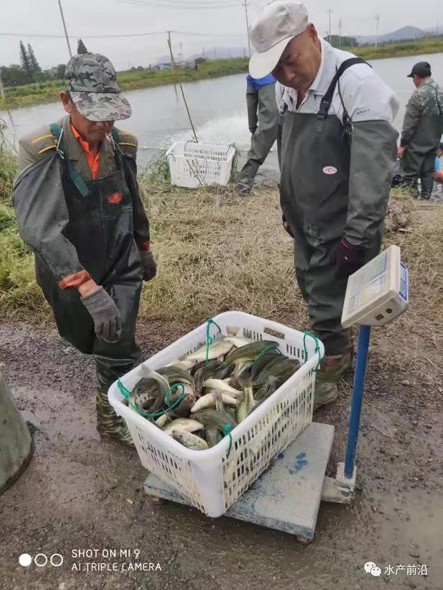 最细的管理，最高的效益，养最火的加州鲈鱼