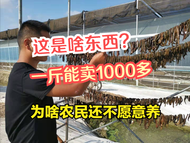 晒干的蚂蟥1000元1斤，收益这么高？为啥农民还是不愿养殖