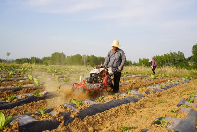 深耕沃土、厚植畜牧，发生在淮水王岗的新故事