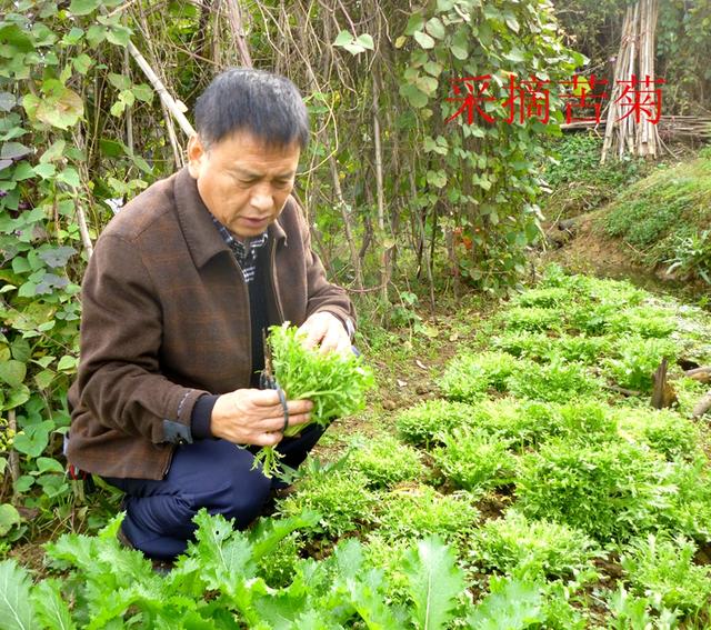 蔬菜档案叶菜类（9）苦菊