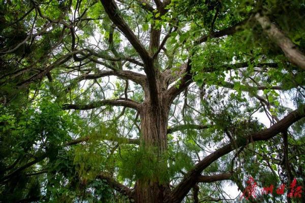 这些“神奇生物”曾一度消失，如今再现珠江流域……