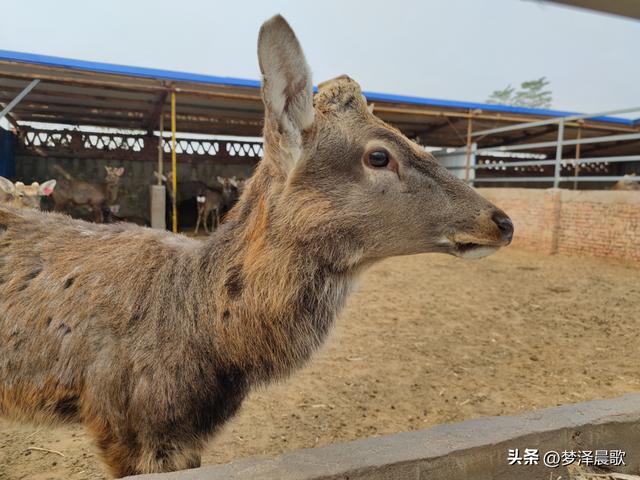 云梦：梅花鹿进村来 特色养殖拓宽致富路