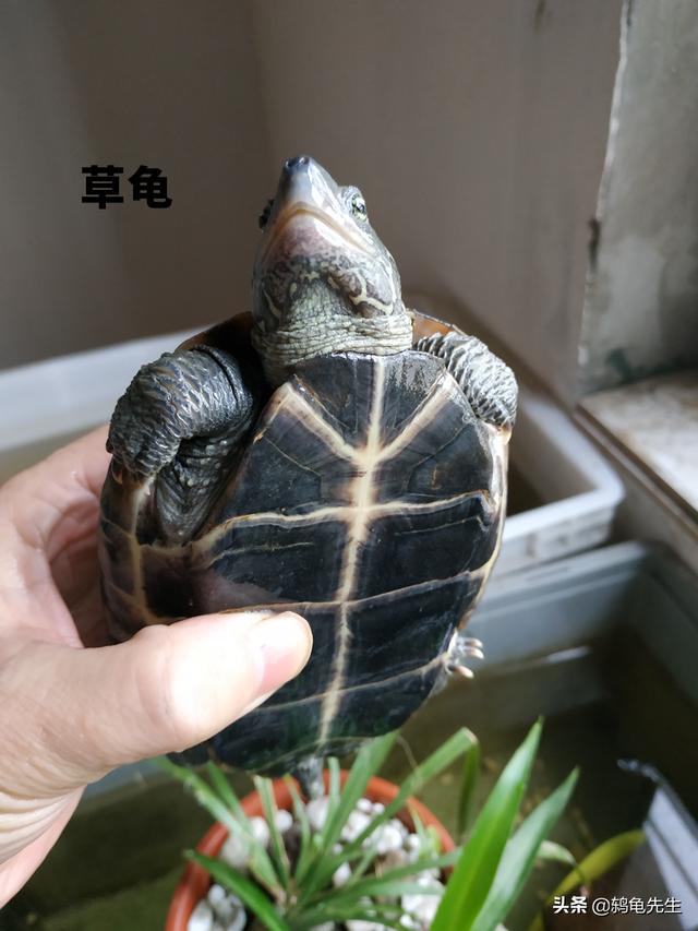 中华草龟和花龟的区别方法图解，台湾珍珠龟和乌龟如何区分图示