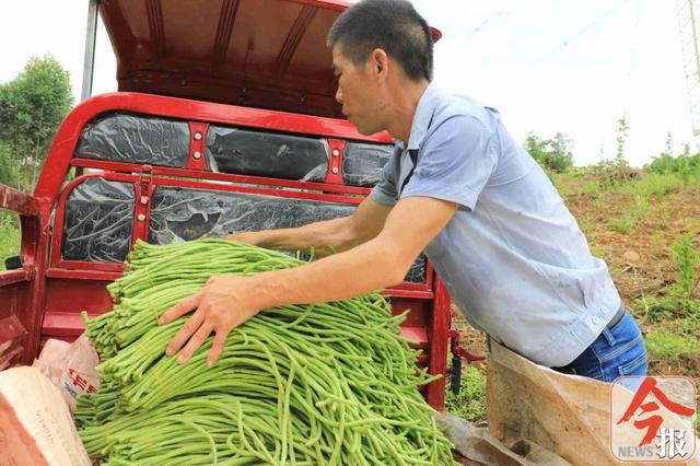 小豆角大钱途，柳州桐村的村民靠种植豆角过上了好日子