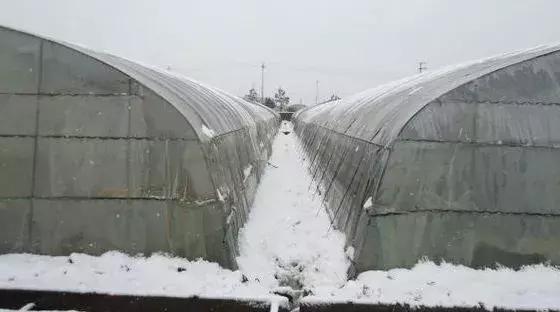 降温降雪天来了！大棚冬枣防降温、降雪的预防措施！