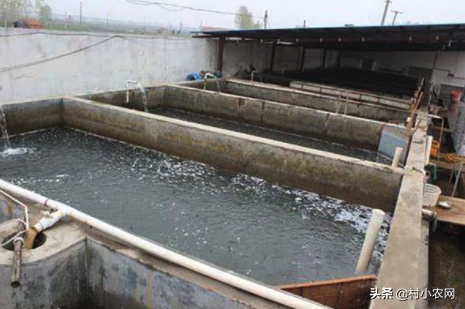 从零教你无土养泥鳅：无土养的产量是泥中养殖的4倍，易捕捞