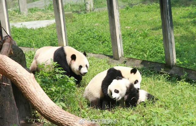 遭受虐待？老虎那么瘦却还在吃草，济南动物园：为促进消化