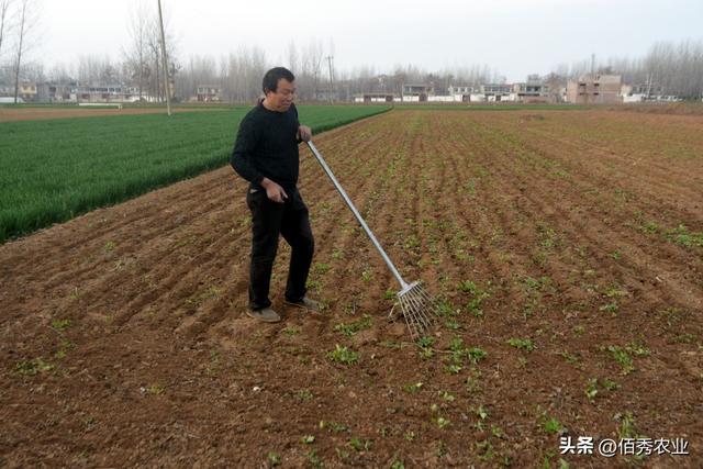 中药材市场火爆，在种植界引发抢购潮，农民坐收“渔翁之利”