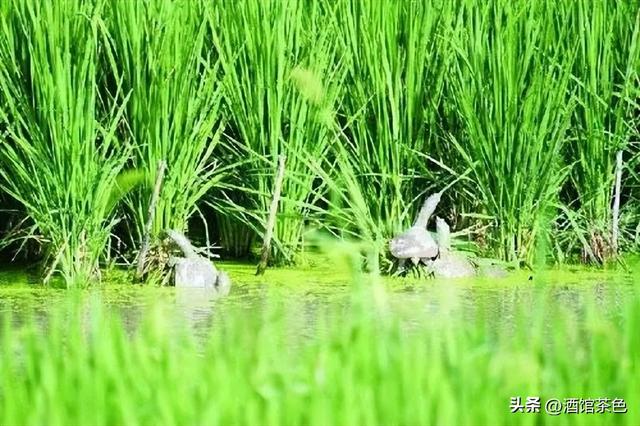 甲鱼的生活习性，与独特的仿野生池塘养殖技术