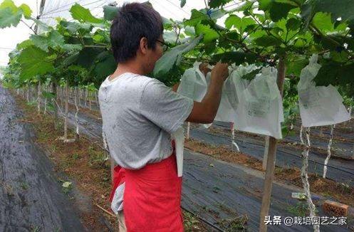 种植达人：讲述阳光玫瑰在广西的种植表现