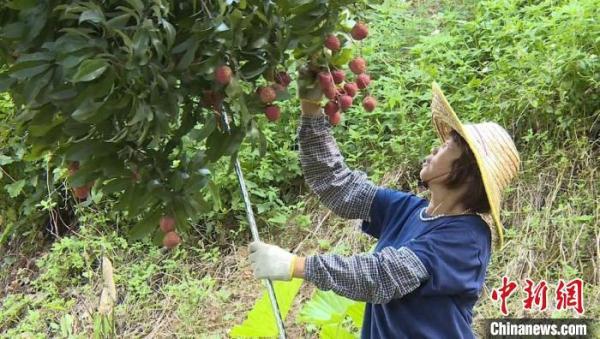 荔枝之乡增城荔枝今年产量预计达4.1万吨