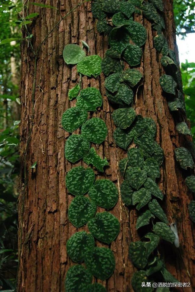 银叶葛盆栽植物两种尺寸的养护说明，室内观叶植物色彩缤纷的叶子