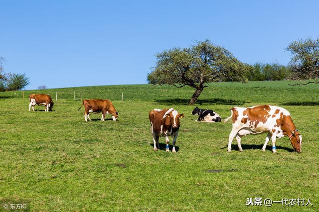 肉牛的养殖前景怎样？成本多大？一篇文章告诉你！