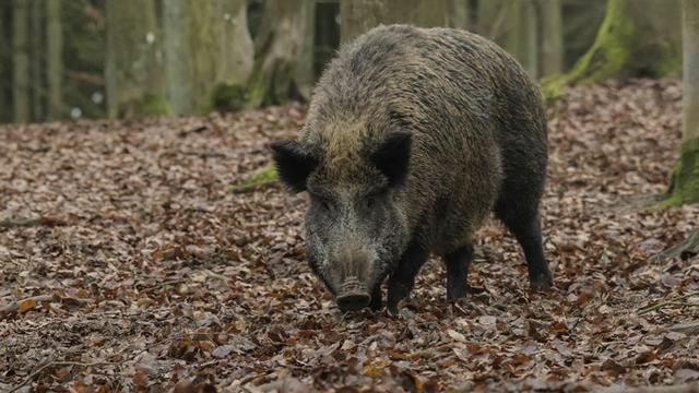 中国野猪的好日子到头了？河南信阳野猪泛滥，“打猪”政策被批准