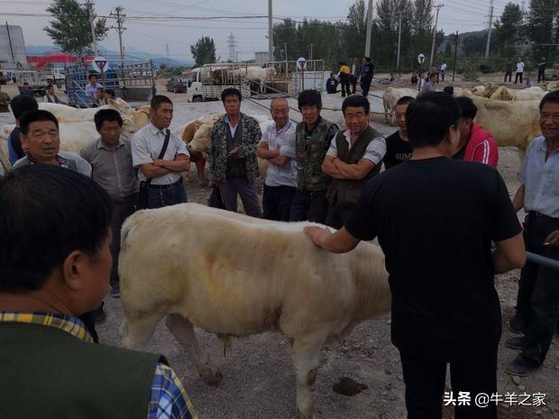 辽西群晟畜牧交易市场