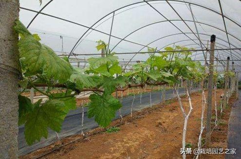 种植达人：讲述阳光玫瑰在广西的种植表现