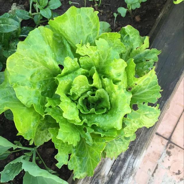 阳台种菜须知时令，来，奉送一张四季蔬菜种植时令表