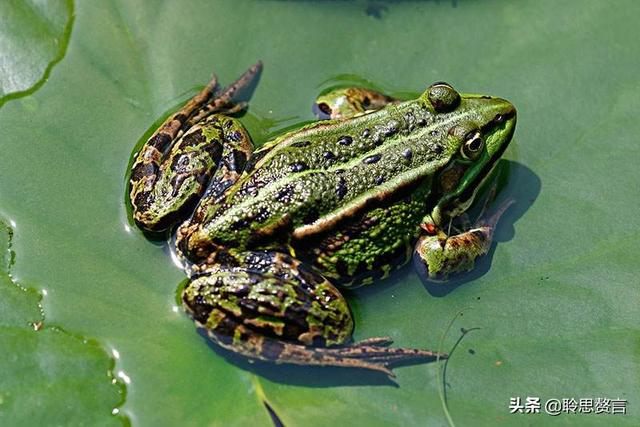 咏蛙诗词精选二十八首 林莺啼到无声处，青草池塘独听蛙