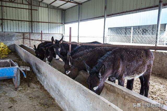 农村夫妻养殖小毛驴，不出家门年挣十万：当地人称鬼子肉