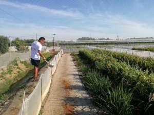 湖北荆州青蛙养殖基地(养殖黑斑蛙“蹦出”致富路)