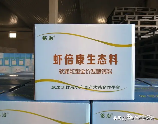 养成即暴利，但能否养成全靠运气？铭治对虾产业链模式，让虾农“养虾变简单、赚钱更稳定”