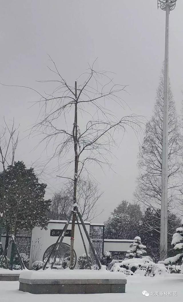 美国垂枝樱雪景 VS 中国垂枝樱雪景